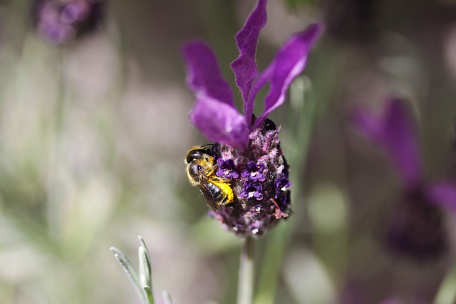 Free Purple Flowers Bee photo and picture