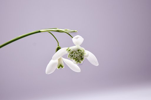 Schneeglöckchen, Blumen, Weiße Blumen