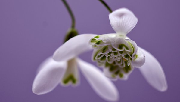 Schneeglöckchen, Blumen, Weiße Blumen