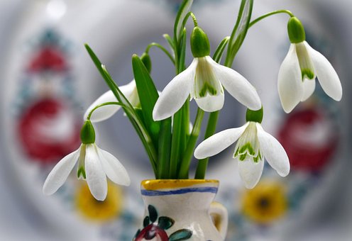 Schneeglöckchen, Schöne Blumen, Blumen