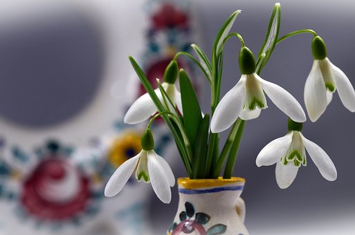 Schneeglöckchen, Blumen, Weiße Blumen
