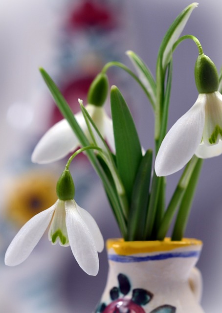 Schneeglöckchen, Blumen, Weiße Blumen
