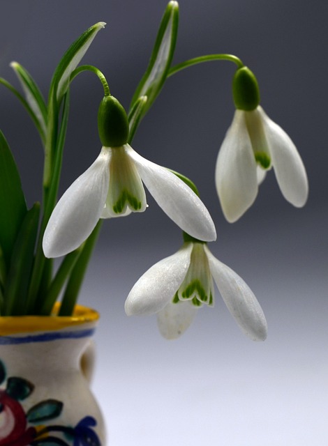 Schneeglöckchen, Blumentapete, Blumen