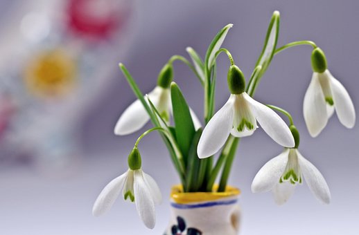 Schneeglöckchen, Blumen, Weiße Blumen