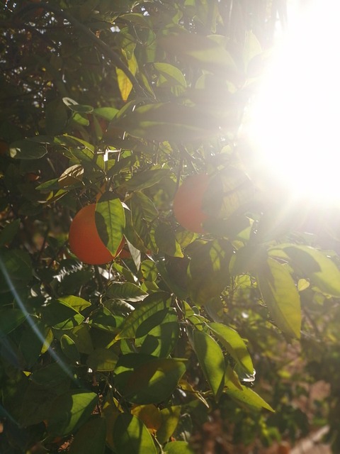 Træ, Natur, Orange, Om Morgenen