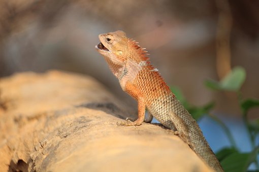 Free Chameleon Lizard photo and picture