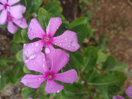 Free Flower Plant photo and picture