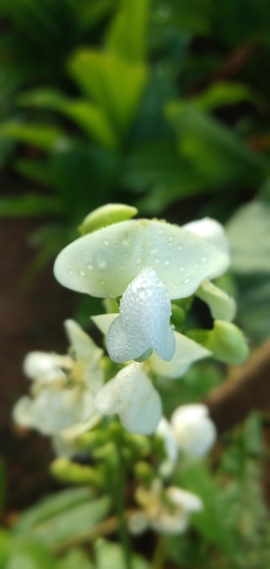 Free Flowers Petals photo and picture
