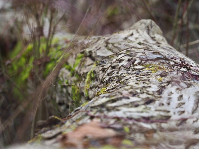 Baum, Wald, Natur, Wildnis, Draußen