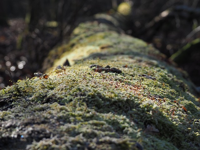 Baum, Stamm, Moos, Wald, Holz, Natur