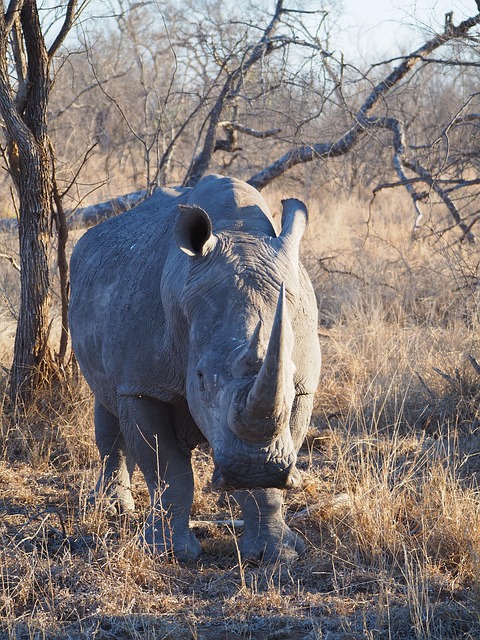 Nashorn, Hörner, Safari, Wildes Tier