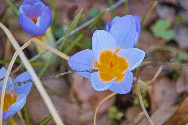 Krokus, Blumen, Blaue Blumen