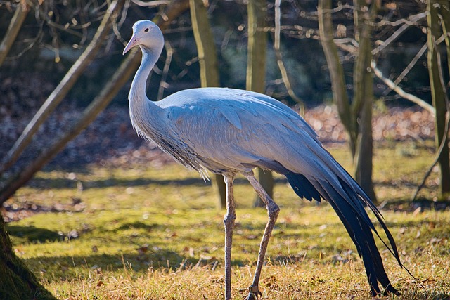 Kran, Vogel, Natur, Tierwelt, Vogelkunde