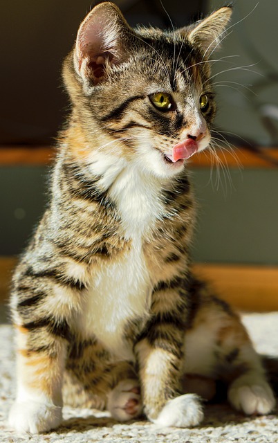 50,000+ Best Free Cat Pictures & Images [HD] - Pixabay