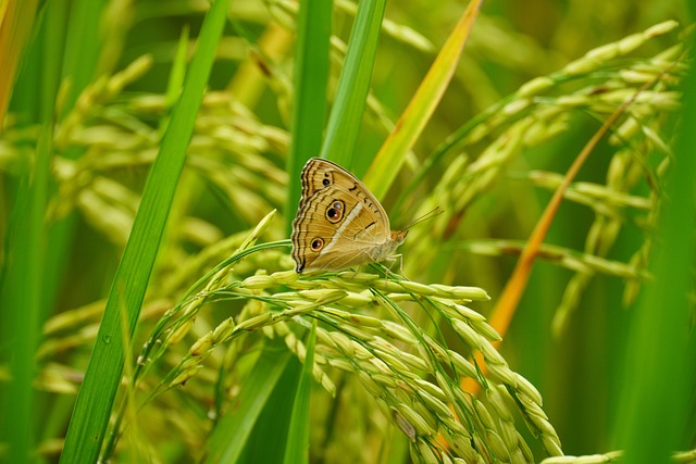 Rice Butterfly Nature - Free photo on Pixabay