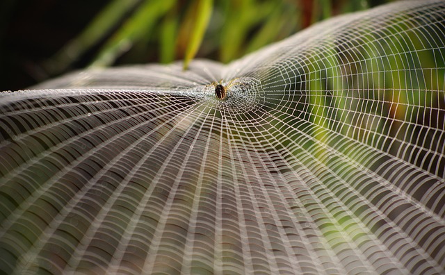 Free Spider Arachnid photo and picture