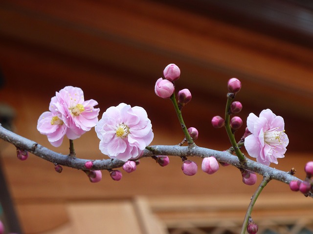 Free Natural Plum photo and picture