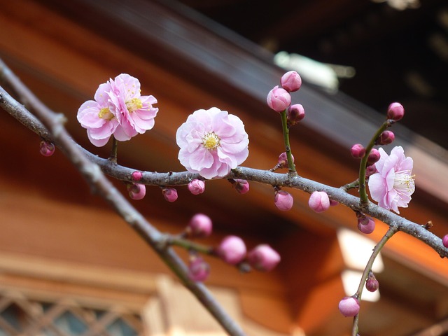 Free Plum Flowers photo and picture