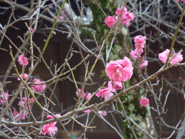 Free Natural Plum photo and picture