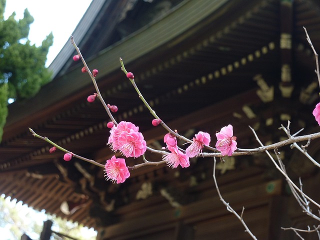 Free Natural Plum photo and picture