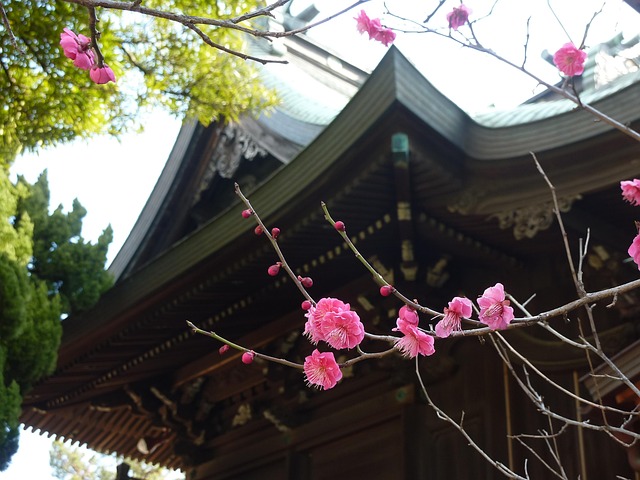 Free Natural Plum photo and picture