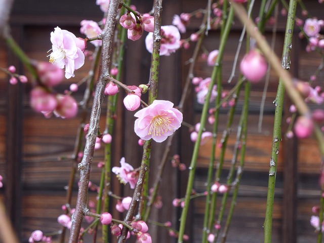 Free Natural Plum photo and picture
