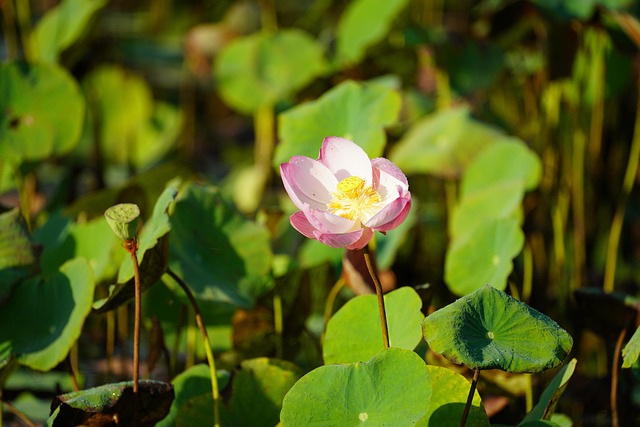 Loto Flor De - Foto gratis en Pixabay - Pixabay