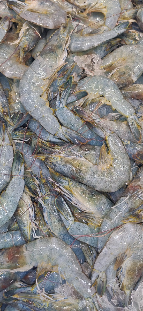 Shrimp Seafood Supermarket - Free photo on Pixabay - Pixabay
