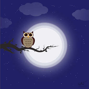 Free Owl Bird illustration and picture