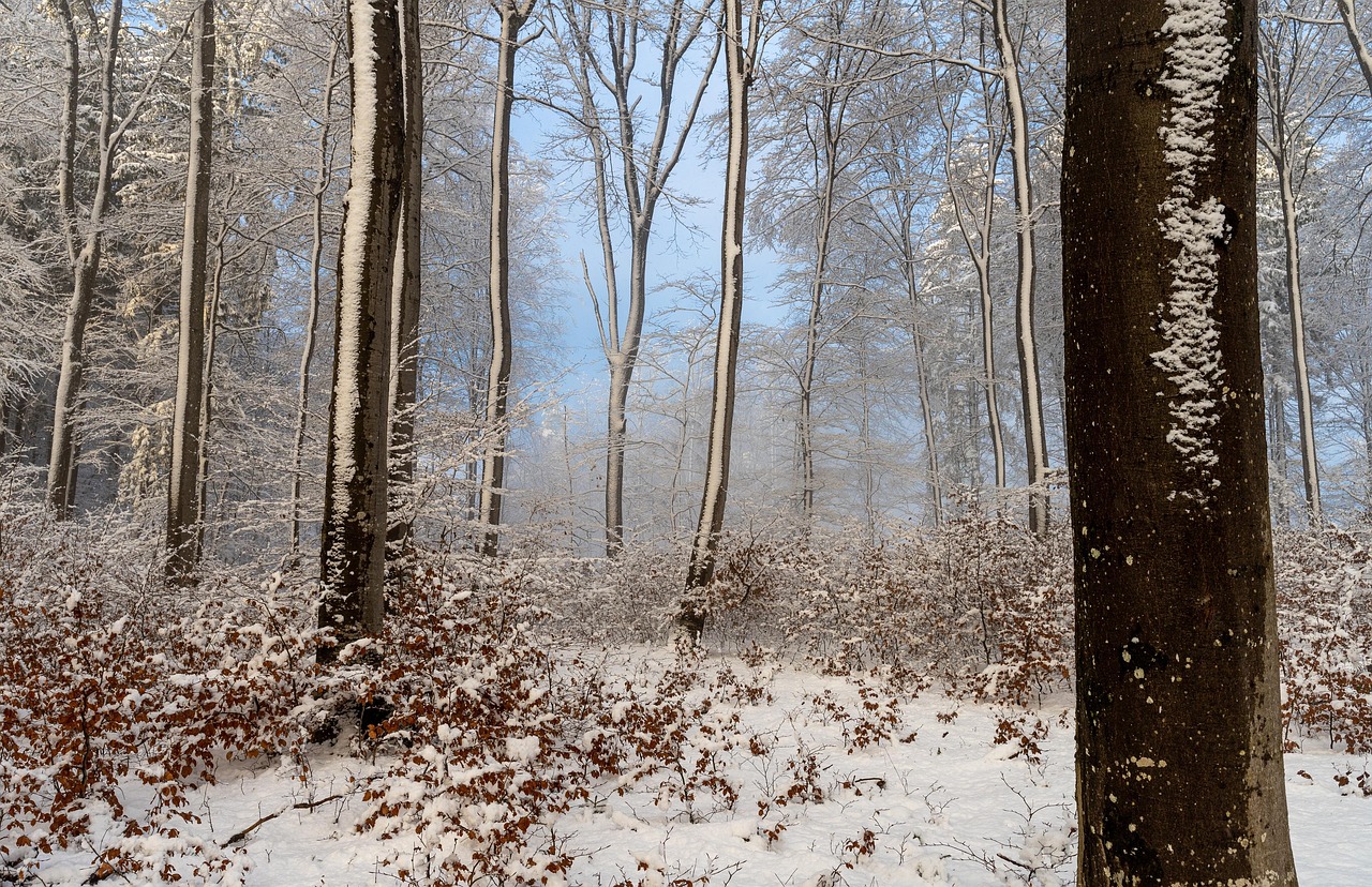Winter - free online jigsaw puzzle photo