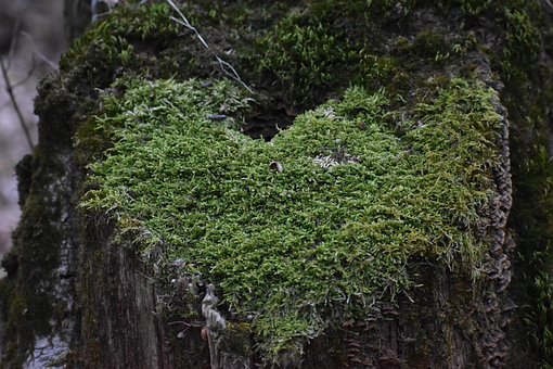 Free Moss Lichen photo and picture