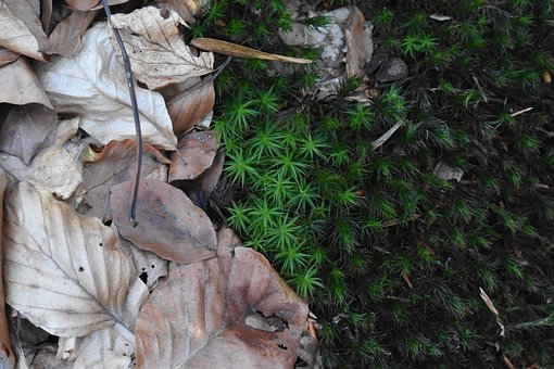 Free Leaves Dried Leaves photo and picture