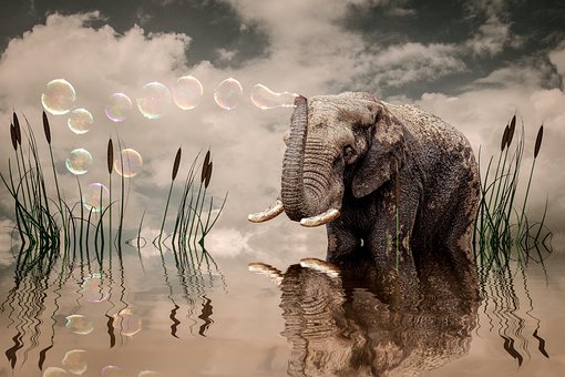 Free Elephant Lake photo and picture