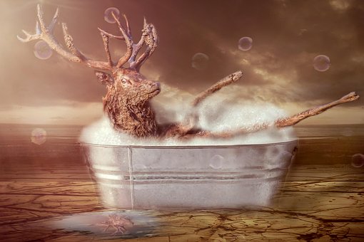 Free Deer Soap photo and picture