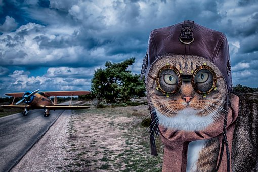Free Fotoshop Manupilatie Katten photo and picture