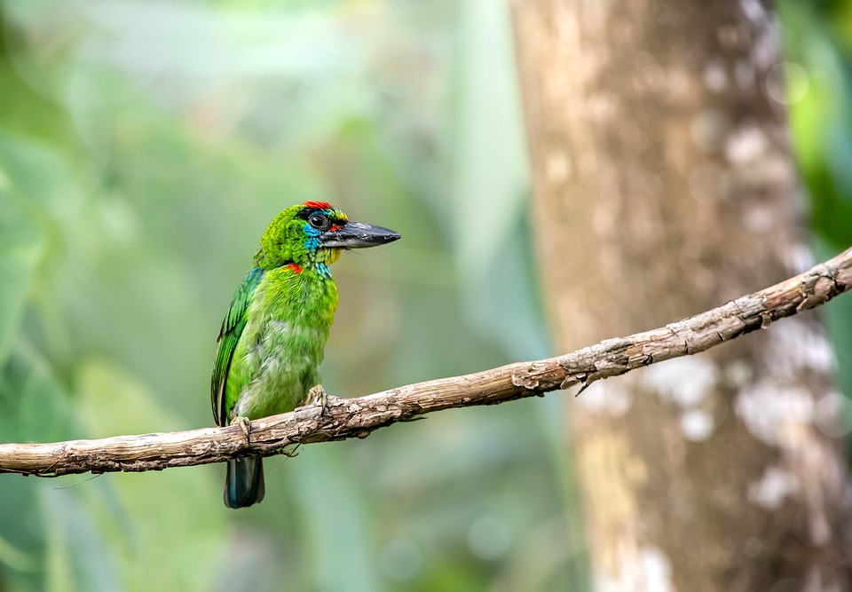 RedThroated Barbet Oiseau Animal Photo gratuite sur Pixabay