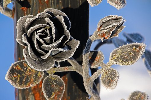 Free Rose Rose Blossom photo and picture