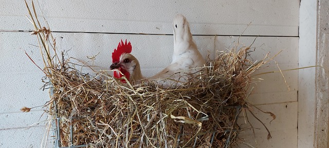 Free Chicken Barn photo and picture