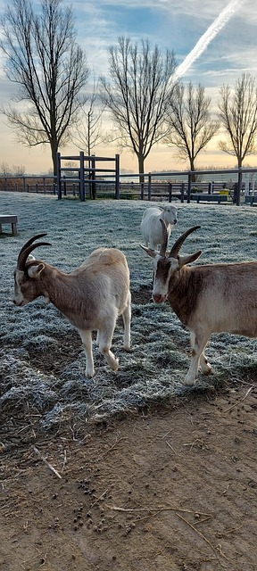 Free Goat Farm photo and picture