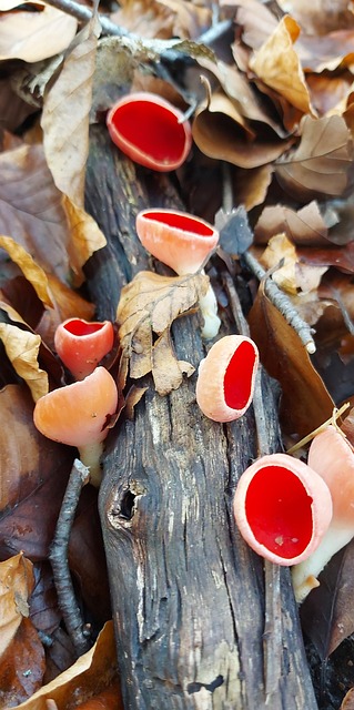 Free Red Kelkzwam Mushroom photo and picture