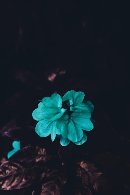Blomst, Planter, Kronblade, Flora, Natur