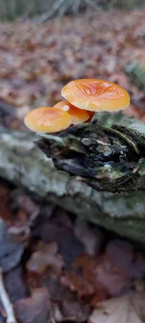 Free Velvet Paw Mushrooms photo and picture