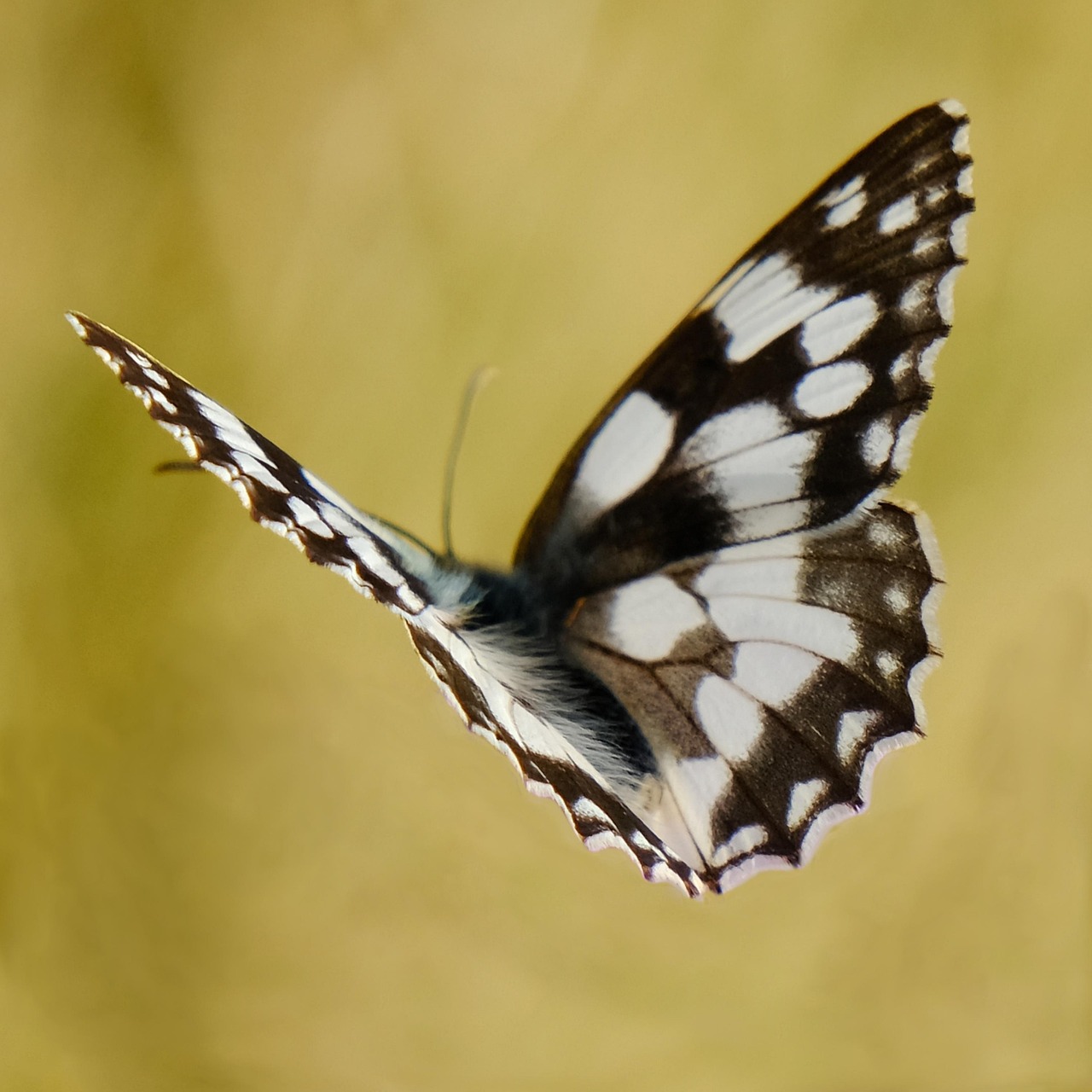 Insect Butterfly Entomology - Free photo on Pixabay