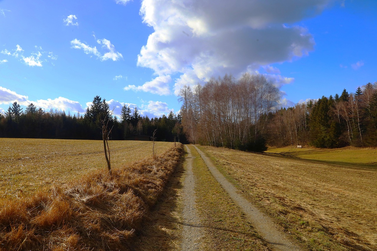 Path Road Field - Free photo on Pixabay - Pixabay