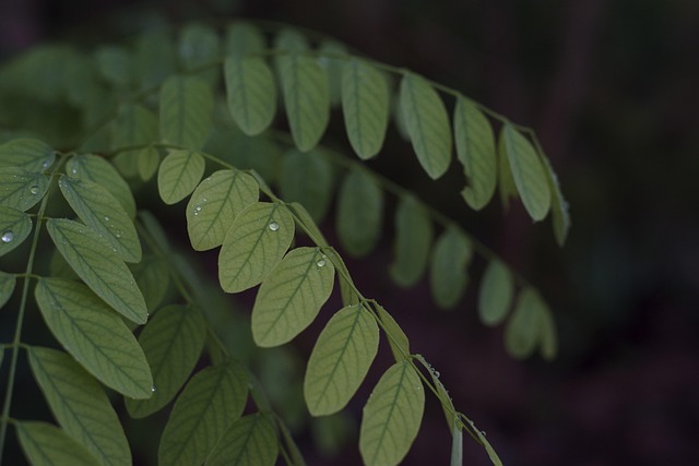Free Leaves 4K Wallpaper photo and picture