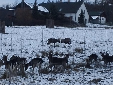 Free Deer Combat photo and picture