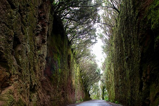Weg, Bäume, Anaga, Tenerife, Natur