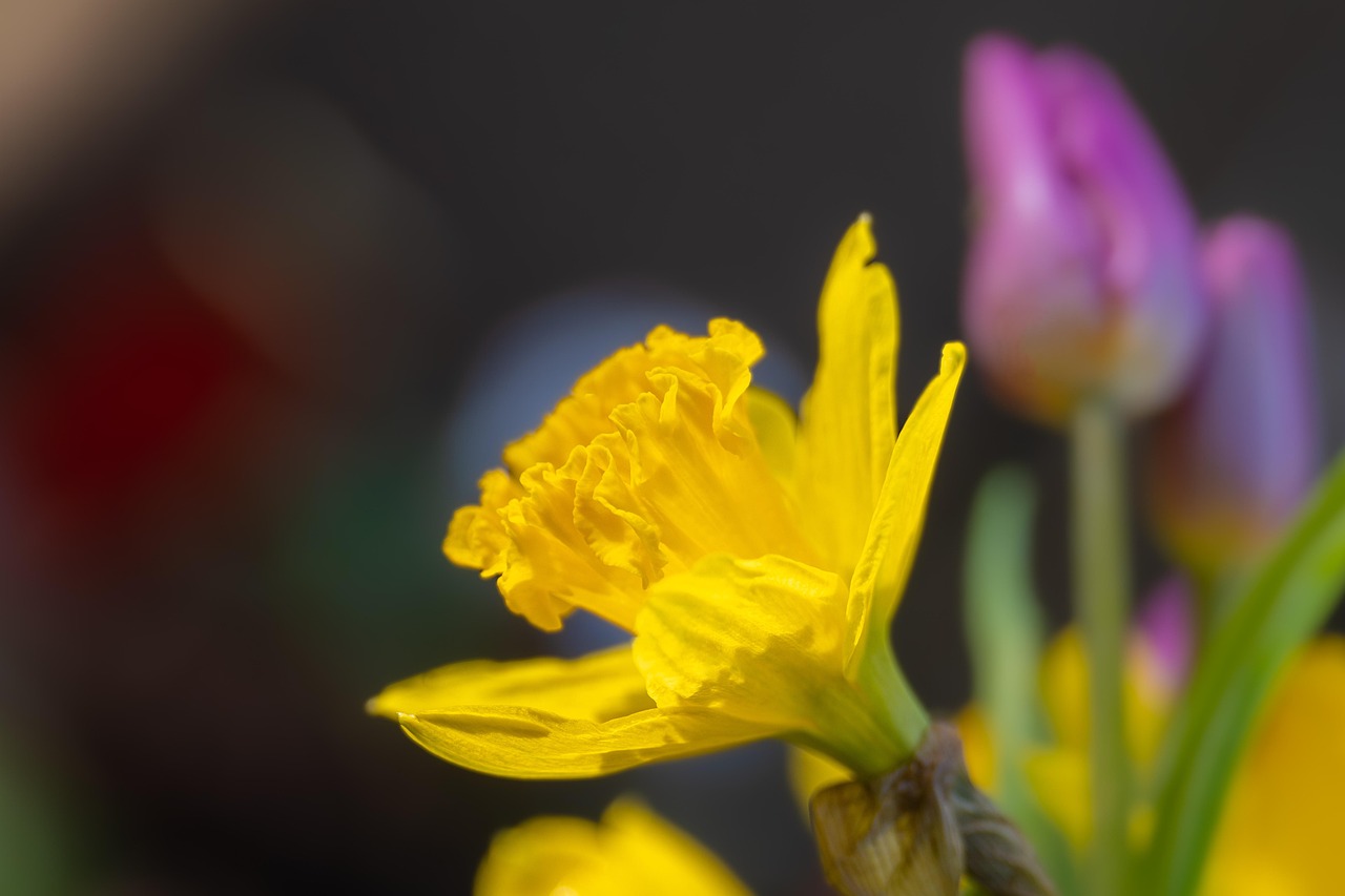 3 000 Free Daffodils Nature Images Pixabay