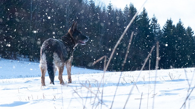Hond, Huisdier, Hoektand, Dier, Bond
