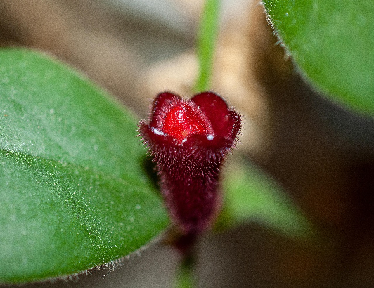 Plus de 100 images de Fleur Éclosion et de Éclosion - Pixabay